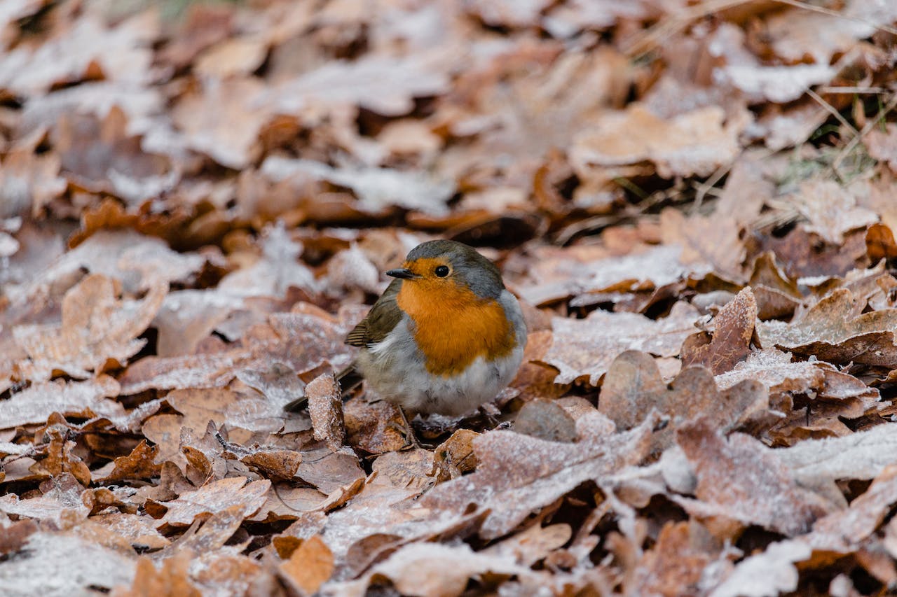 Tips Om Meer Vogels In De Tuin Aan Te Trekken GezelligGroen