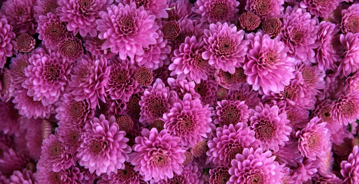 roze chrysanten