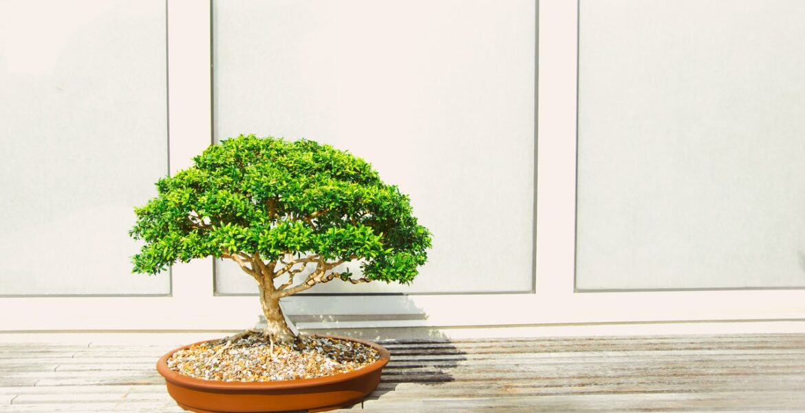 Een klein bonsai boompje