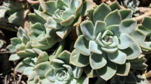 succulent: een plant die het goed doet met veel licht
