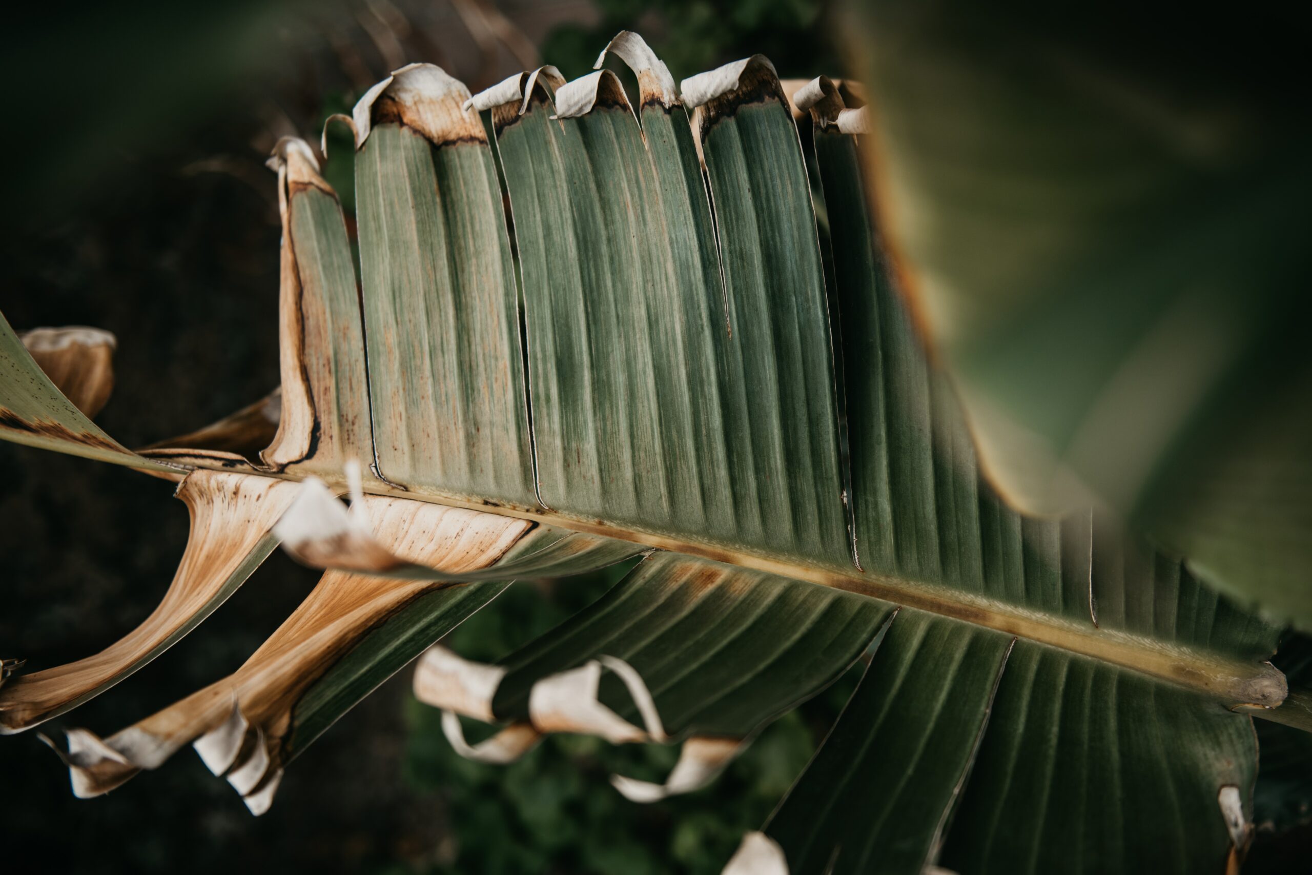 Waarom Krullen De Bladeren Van Mijn Plant? | GezelligGroen