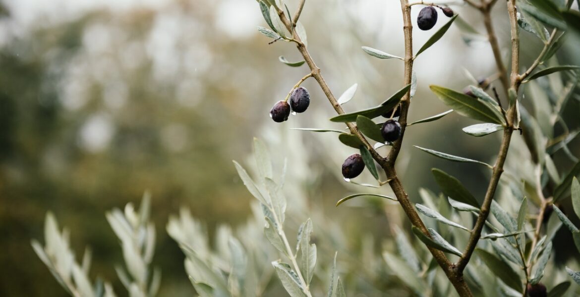 olijfboom snoeien