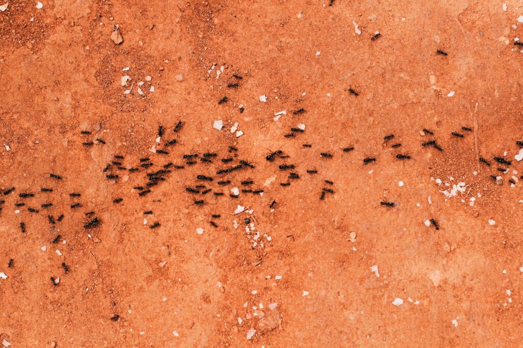 mieren verweren
