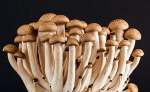 paddenstoel in plant