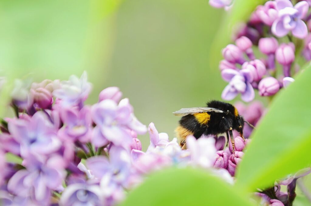 bijen aantrekken in tuin